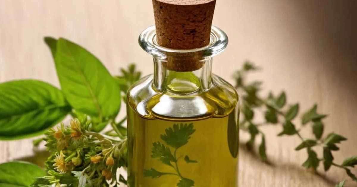 मुरिवेन्ना — आयुर्वेदिक जड़ी-बूटी