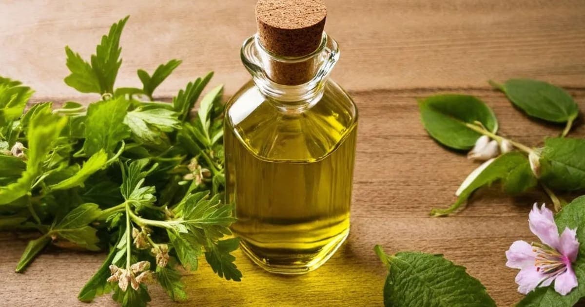 Kusumbha Taila — Ayurvedic Herb