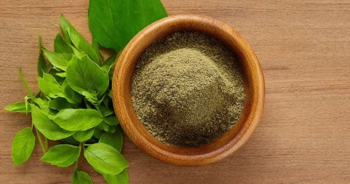 Chakramarda — Ayurvedic Herb