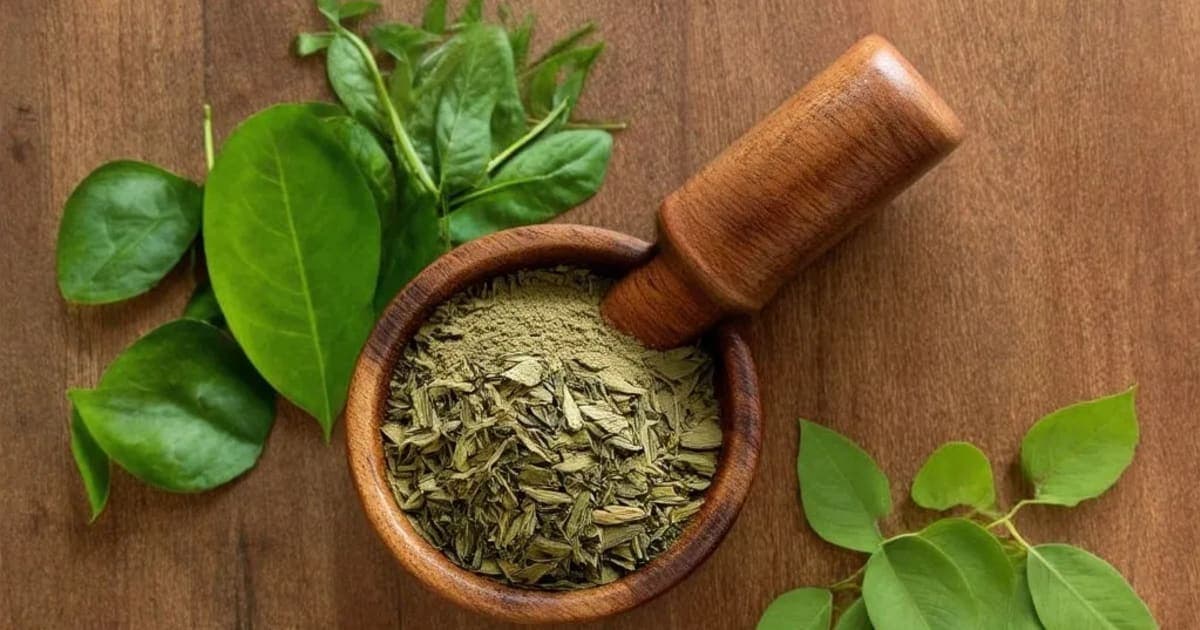 ચક્રમર્દા (ચકરી) ના ફાયદા — આયુર્વેદિક જડીબુટ્ટી