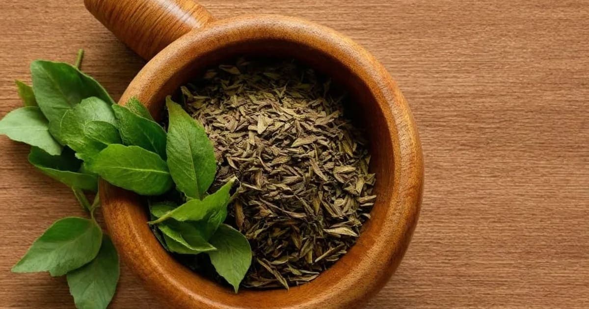 Alarka Herb — Ayurvedic Herb