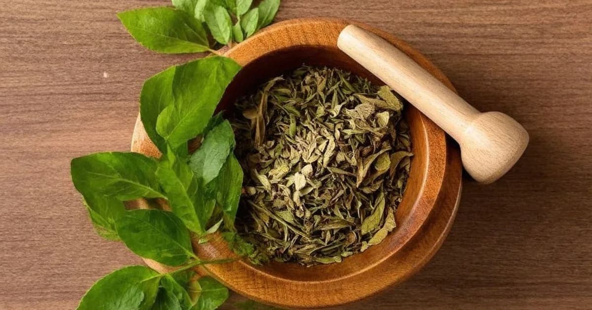 Lakuca — Ayurvedic Herb