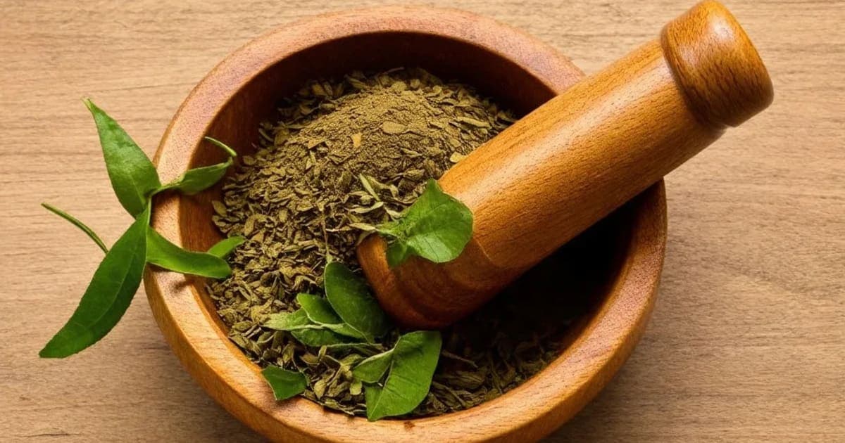 அர்ஜுனா பட்டை — ஆயுர்வேத மூலிகை