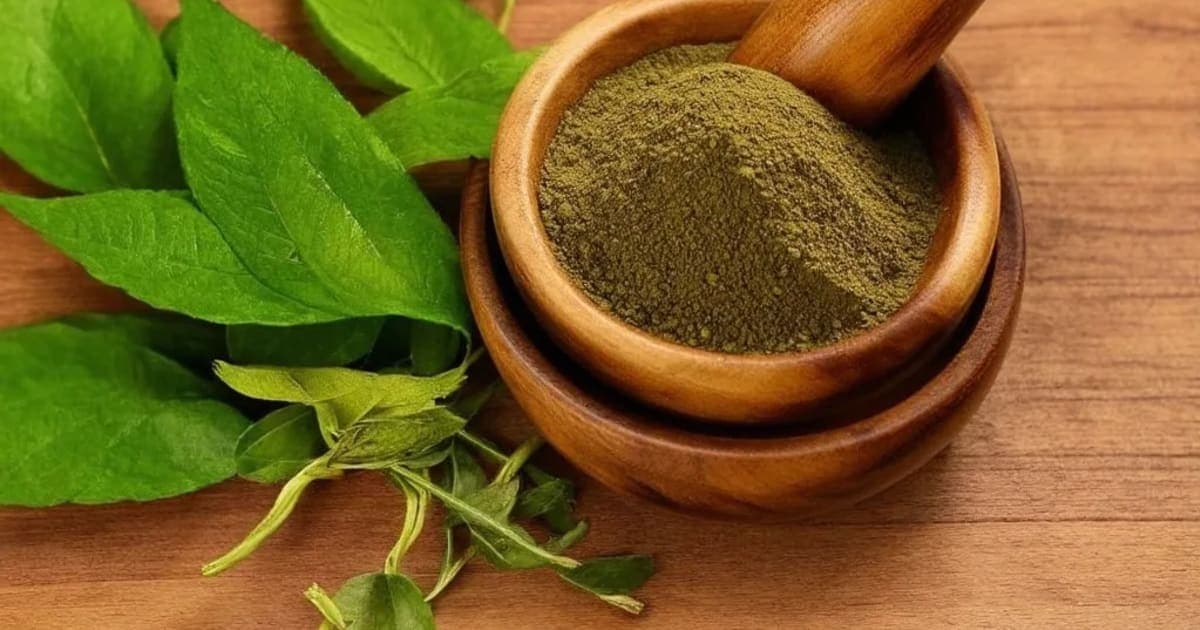 Putikaranja — Ayurvedic Herb