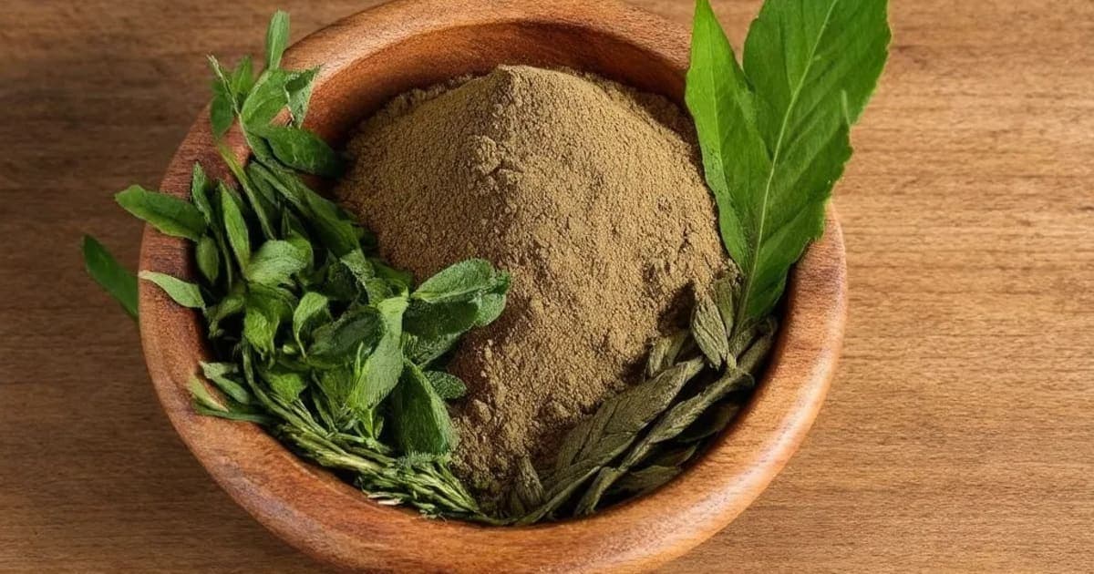 মোচরসের উপকারিতা — আয়ুর্বেদিক ভেষজ