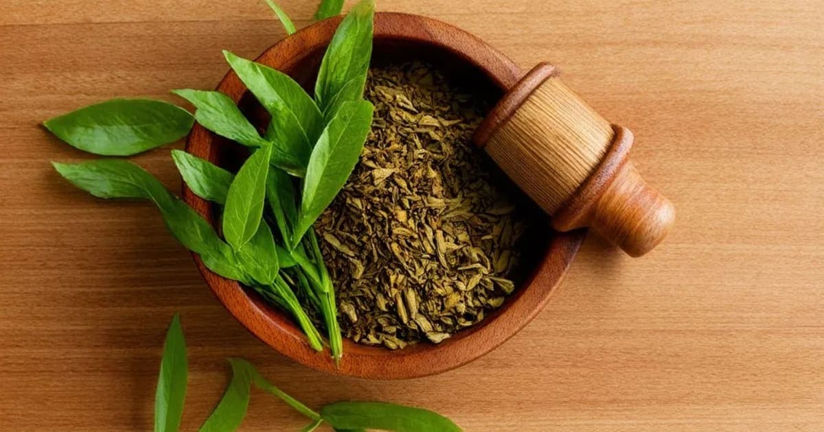 سہاچرادی تیل — آیورویدک جڑی بوٹی