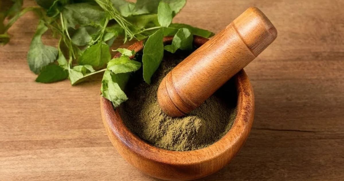 Puga (Areca Nut) — Ayurvedic Herb