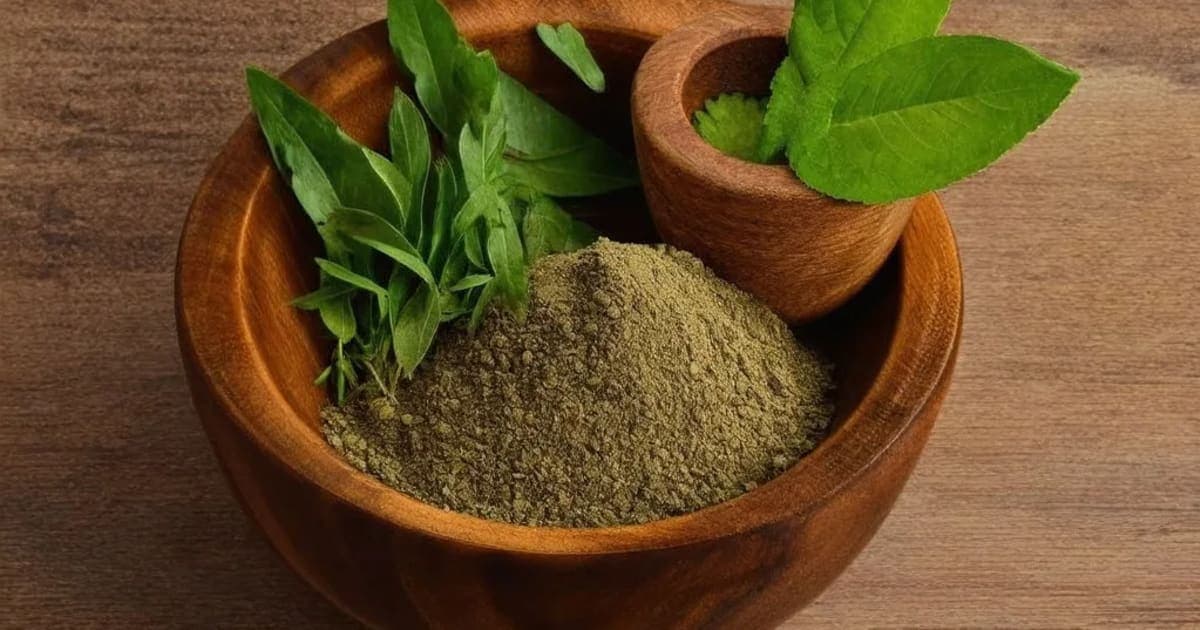 Chavika — Ayurvedic Herb
