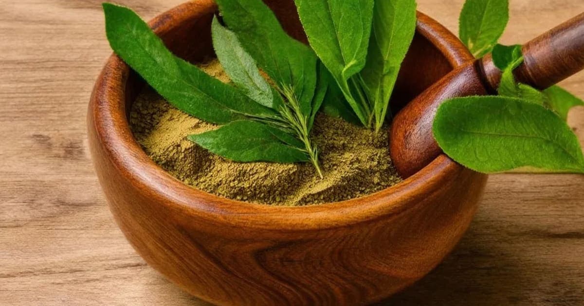 Prapunnada — Ayurvedic Herb