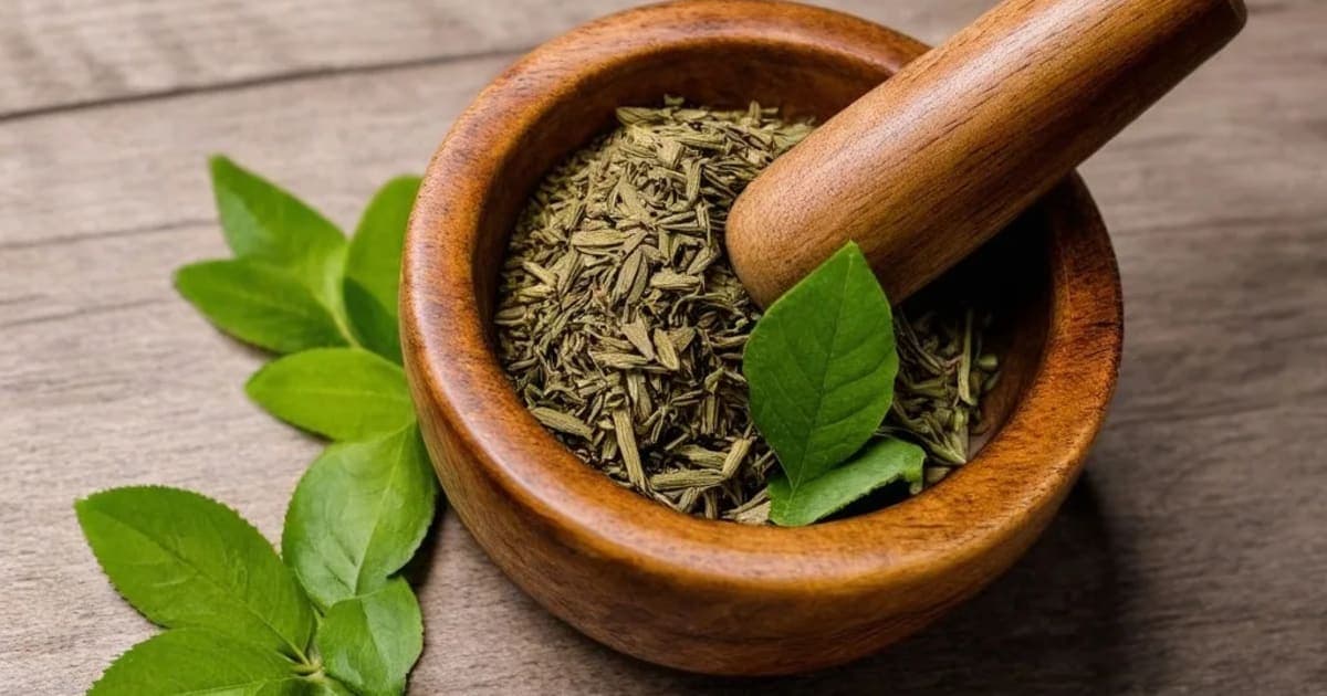 Lajjalu — Ayurvedic Herb