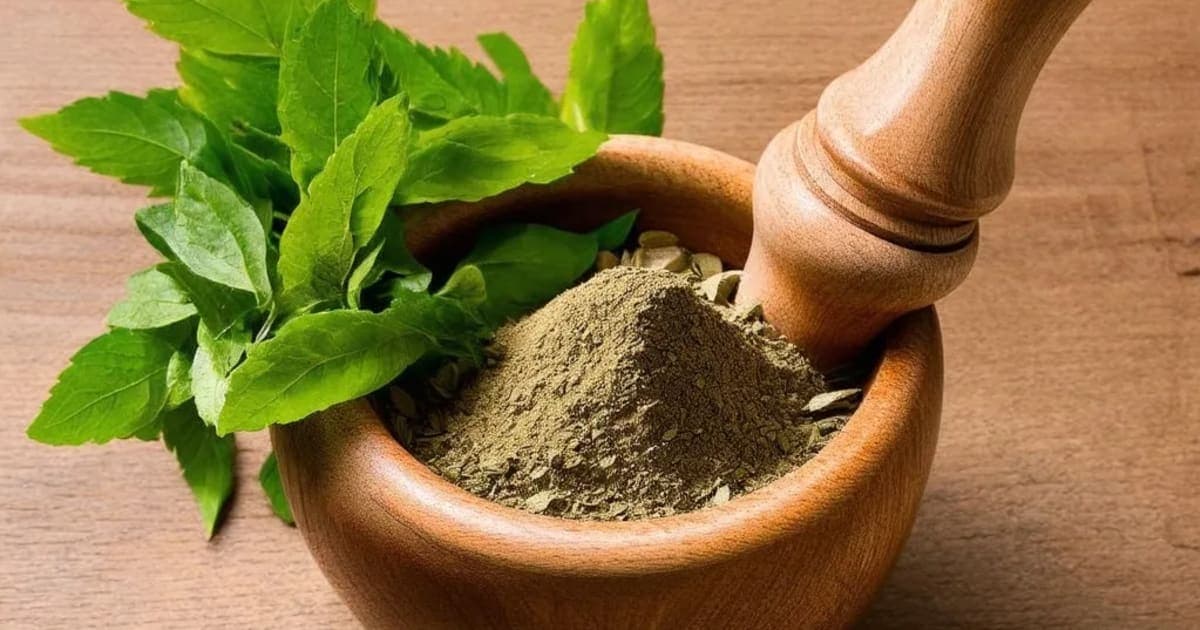 నికోచక (పిస్తా పప్పు) — ఆయుర్వేద మూలిక