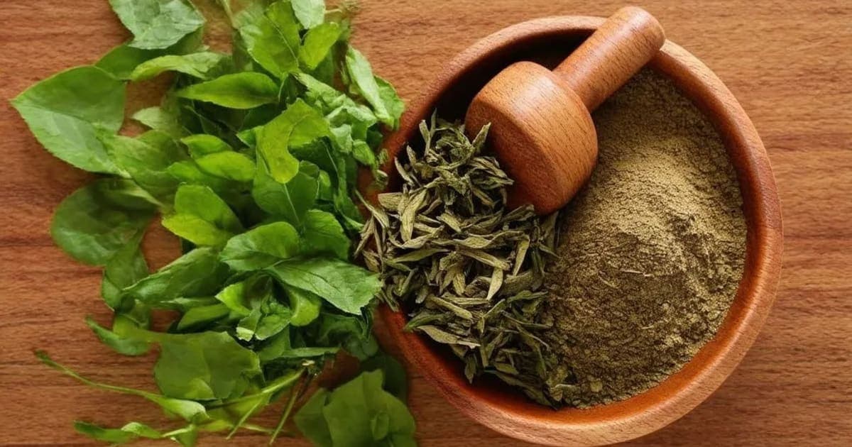 जाहर मोहरा पिष्टीचे फायदे — आयुर्वेदिक वनस्पती