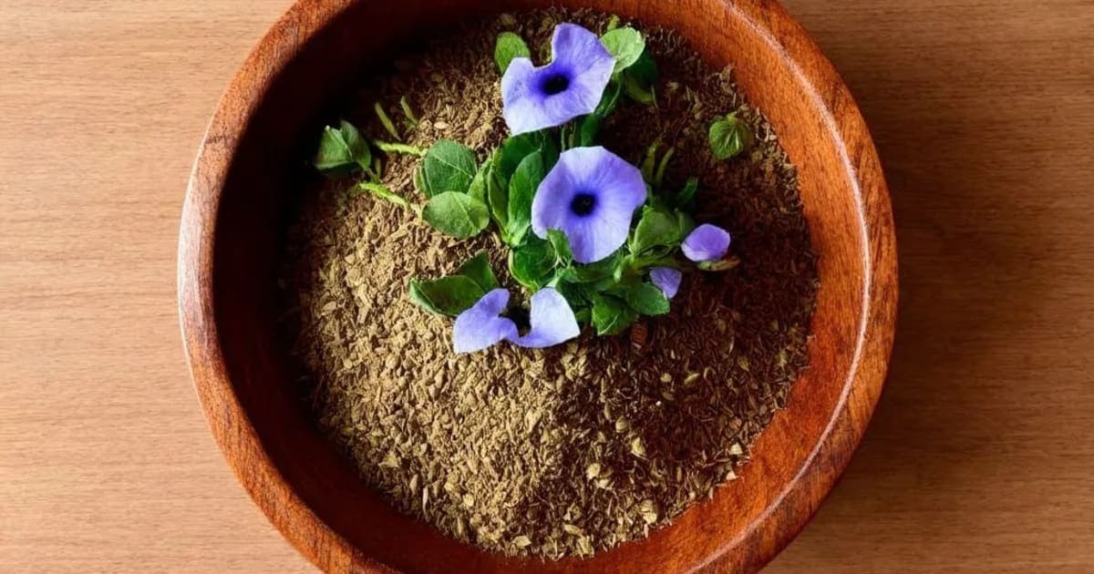 Shankhpushpi Benefits — Ayurvedic Herb