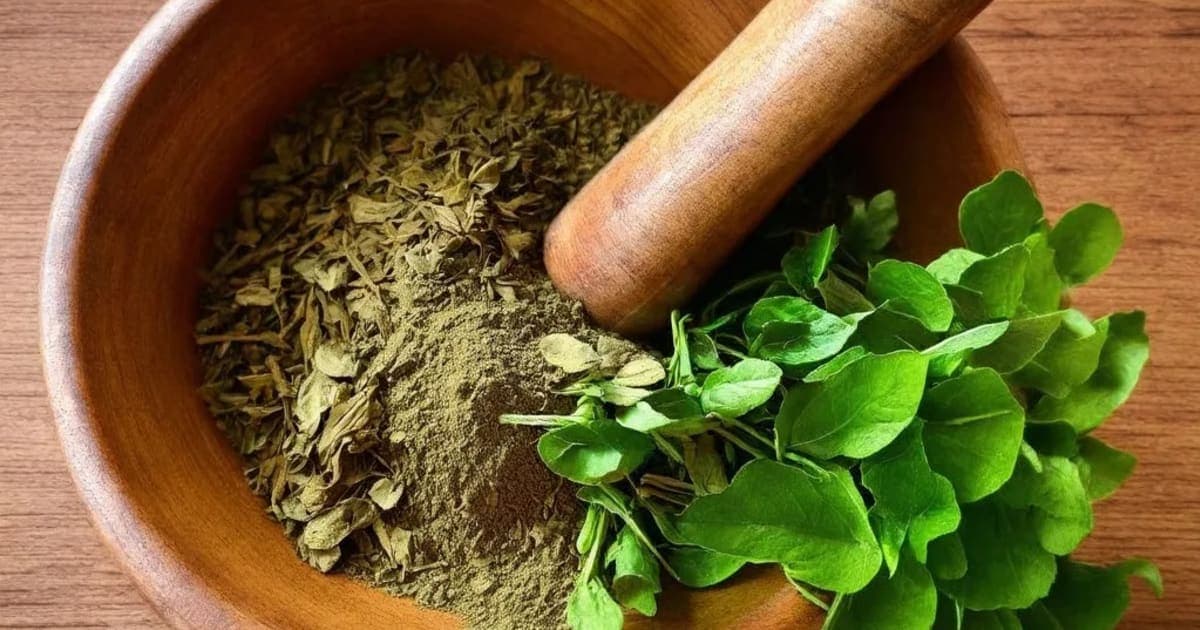 Vatsanabha — Ayurvedic Herb