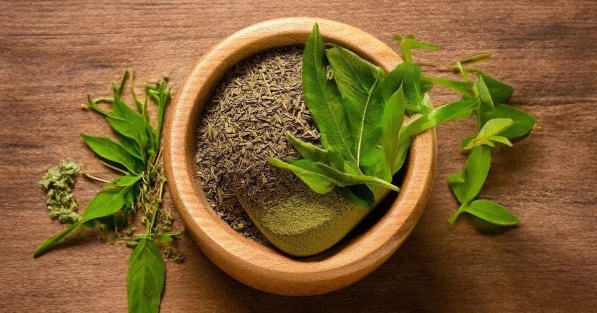 ગેંગરુકી (ફાલસા) ના ફાયદા — આયુર્વેદિક જડીબુટ્ટી