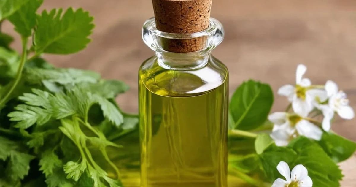 குந்தலகாந்தி தைலம் — ஆயுர்வேத மூலிகை