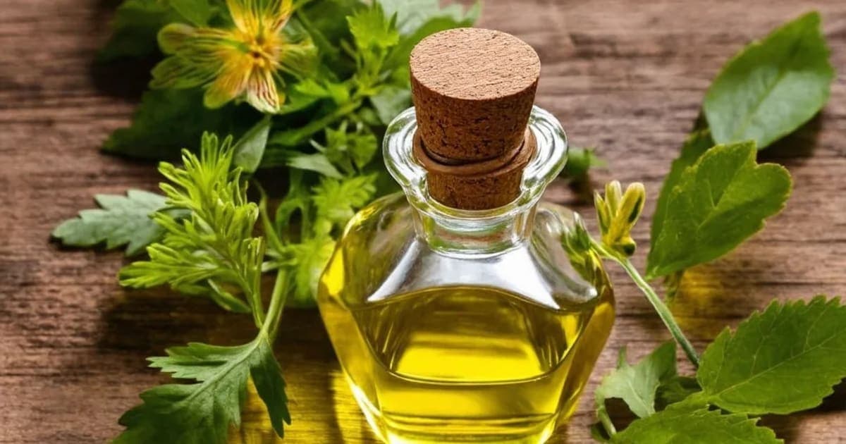 ಜ್ಯೋತಿಷ್ಮತಿ (ಮಲಕಾಂಗಣಿ) — ಆಯುರ್ವೇದ ಮೂಲಿಕೆ