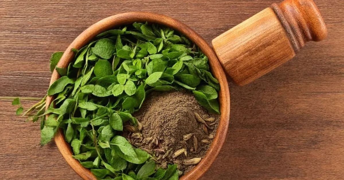 નીલી (Indigofera tinctoria) — આયુર્વેદિક જડીબુટ્ટી