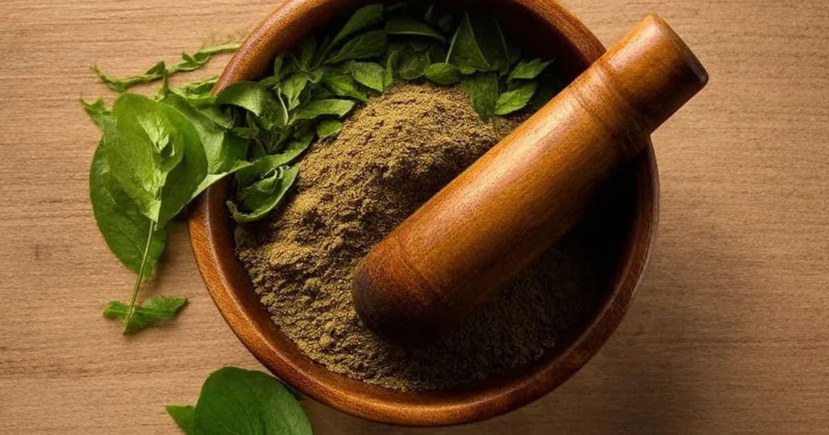 ਸਪਤਪਰਨਾ ਦੇ ਫਾਇਦੇ — ਆਯੁਰਵੈਦਿਕ ਜੜੀ-ਬੂਟੀ