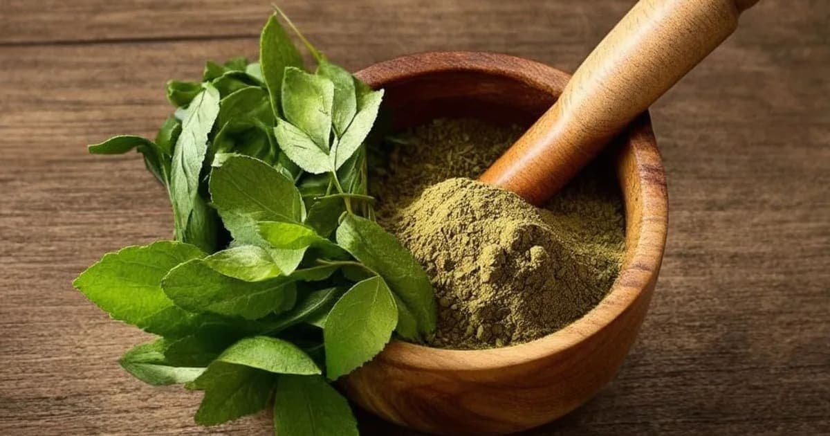 Aivana (Henbane) — Ayurvedic Herb