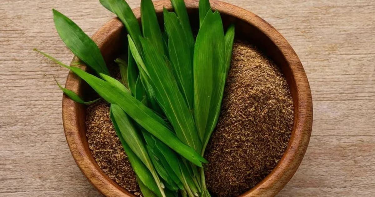 Vacha — Ayurvedic Herb