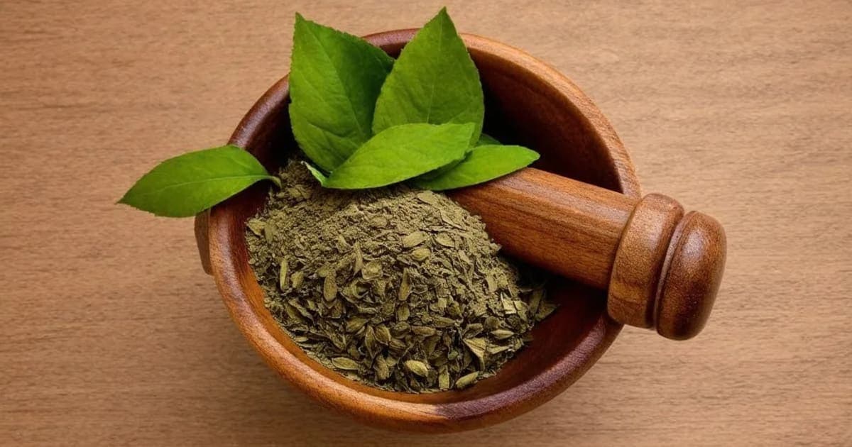 Shigru Patra — Ayurvedic Herb