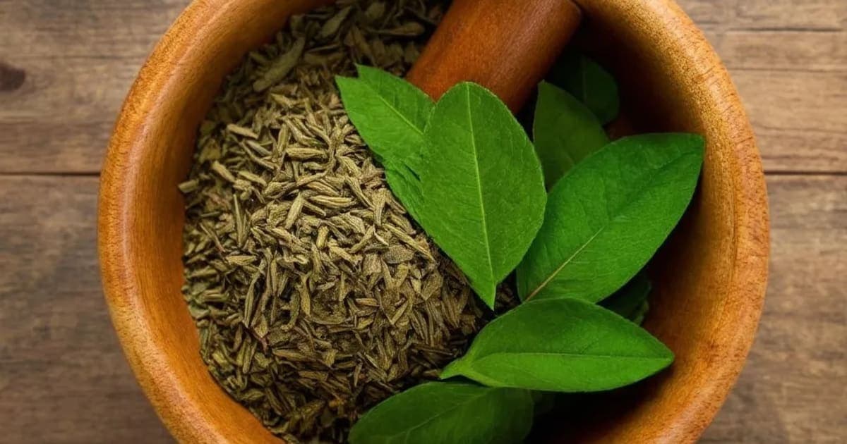 Talamuli — Ayurvedic Herb