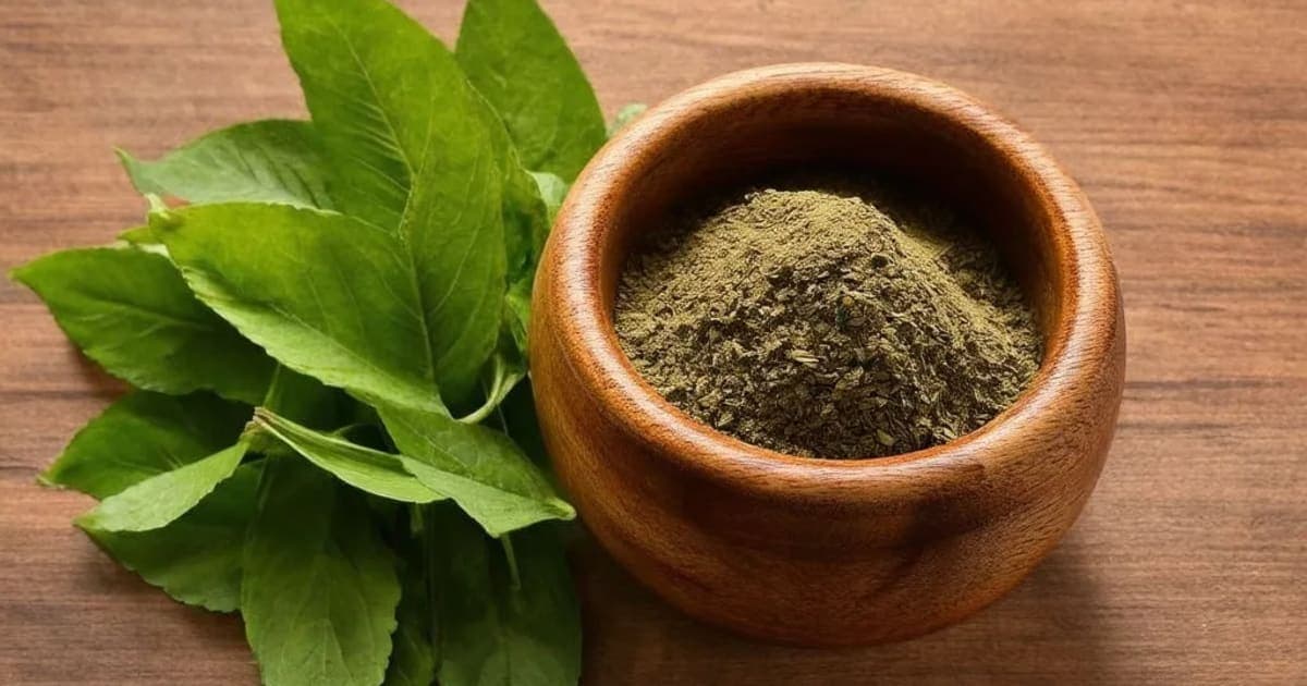 Shallaki — Ayurvedic Herb