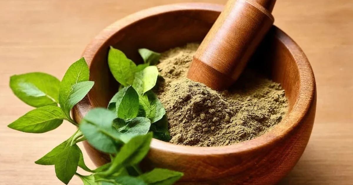 Bharangi — Ayurvedic Herb