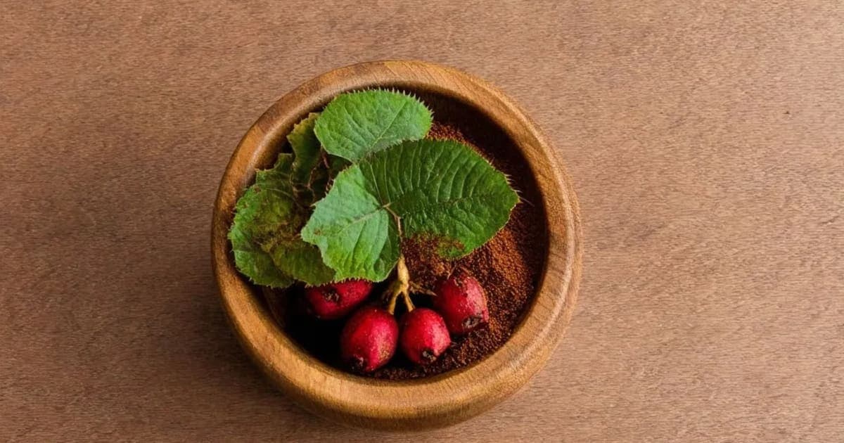 Eranda — Ayurvedic Herb