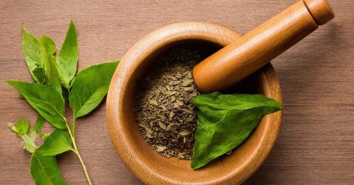 Chirabilva — Ayurvedic Herb