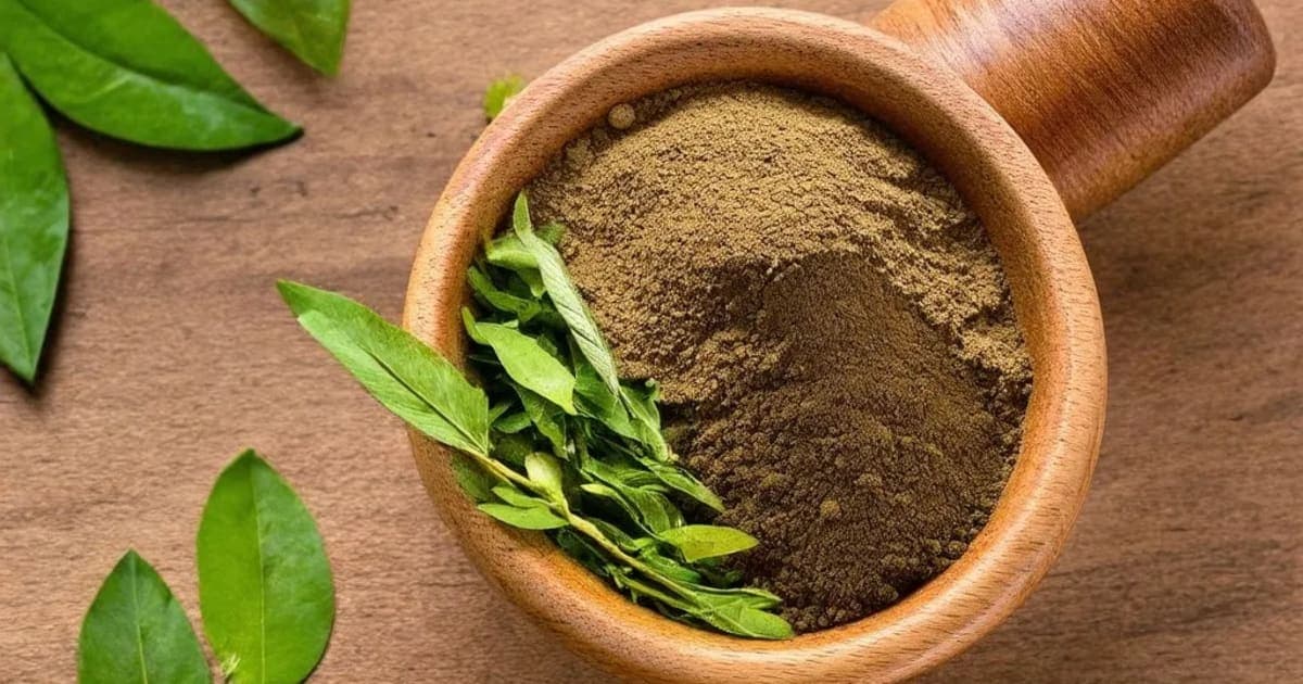 Sthuneyaka (Yew) — Ayurvedic Herb