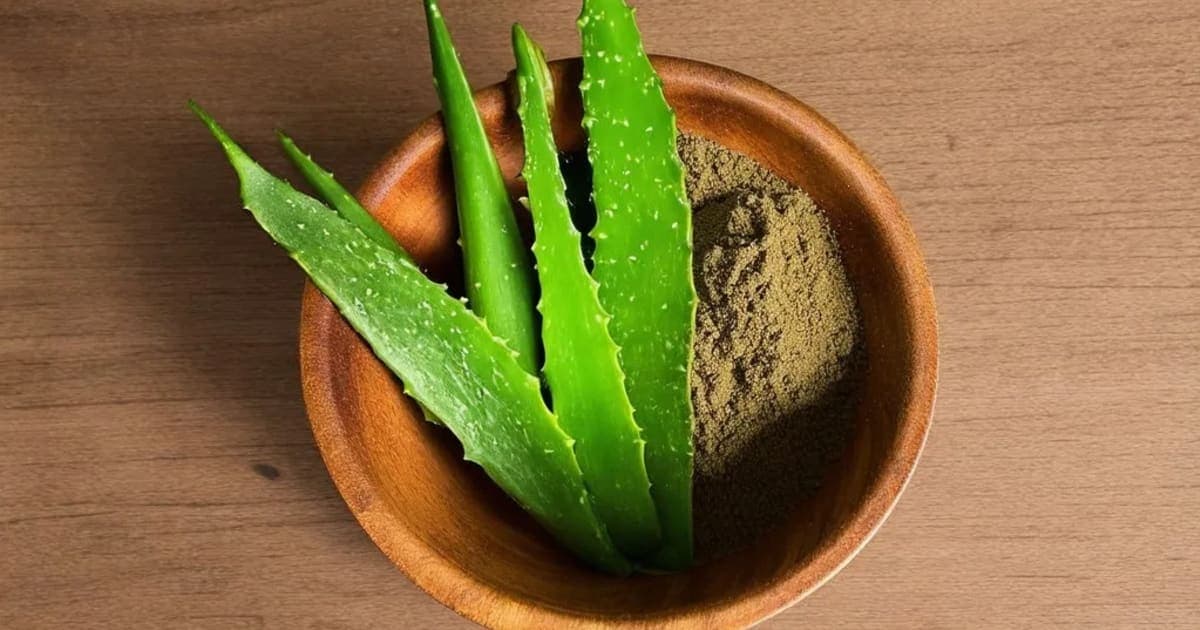 કુમારી (અલોવેરા) ના ફાયદા — આયુર્વેદિક જડીબુટ્ટી