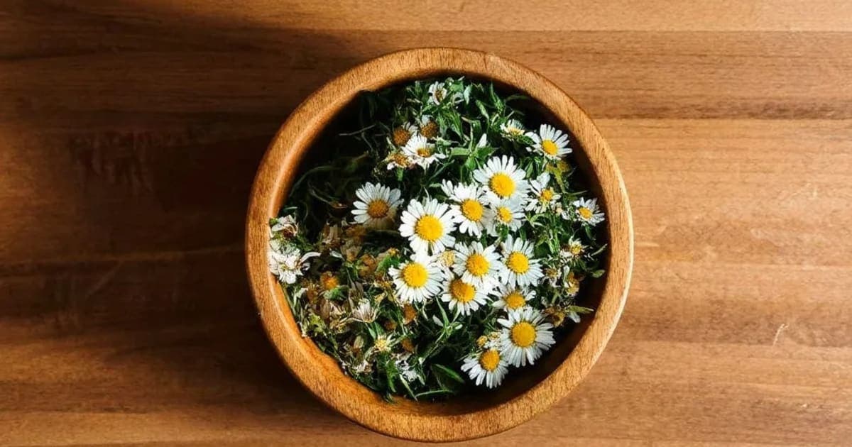 भृंगराज — आयुर्वेदिक जड़ी-बूटी