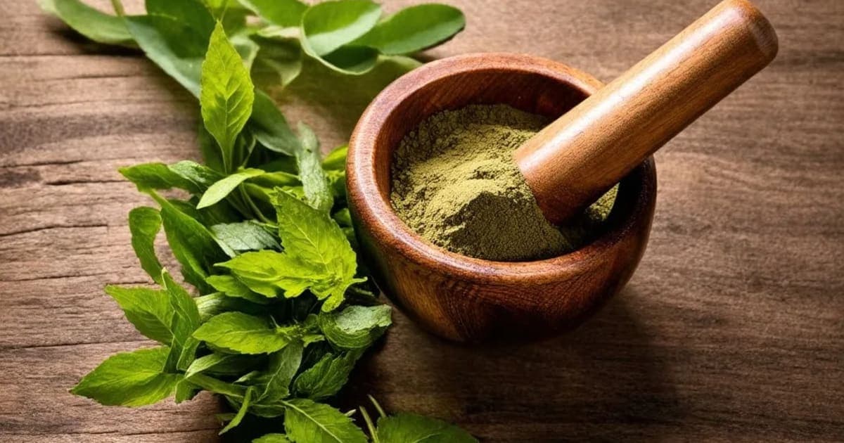 Akarakarabha — Ayurvedic Herb